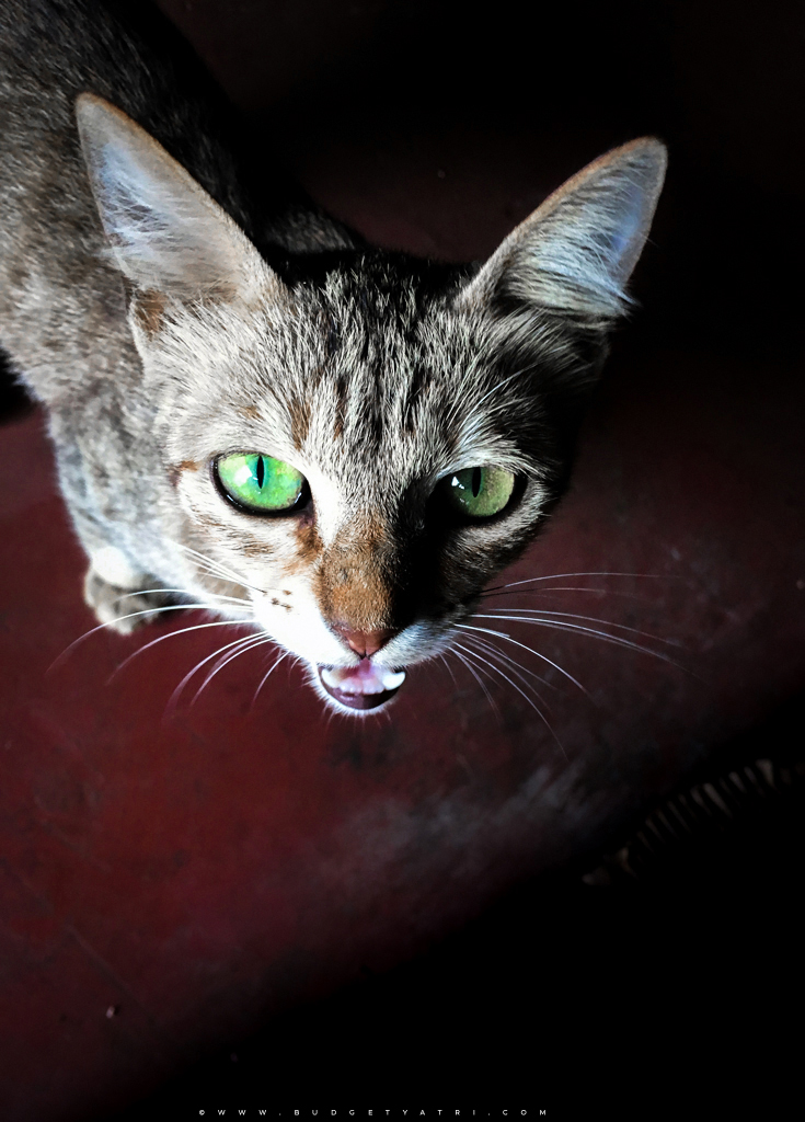 Konkan trip, cat green eyes