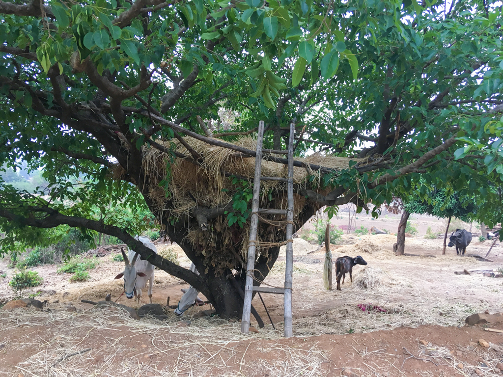Tree house Maharashtra, Malshej Ghat farming
